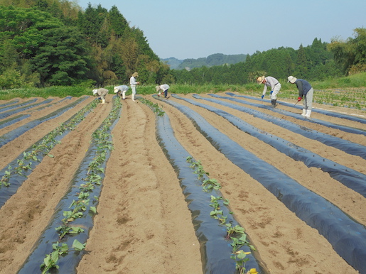 2020:05:30/唐芋植え付け.JPG