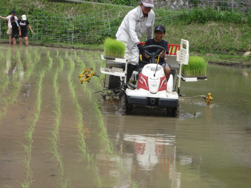 R6.豊岡小学校との農業体験学習/豊小児童と田植え.JPG