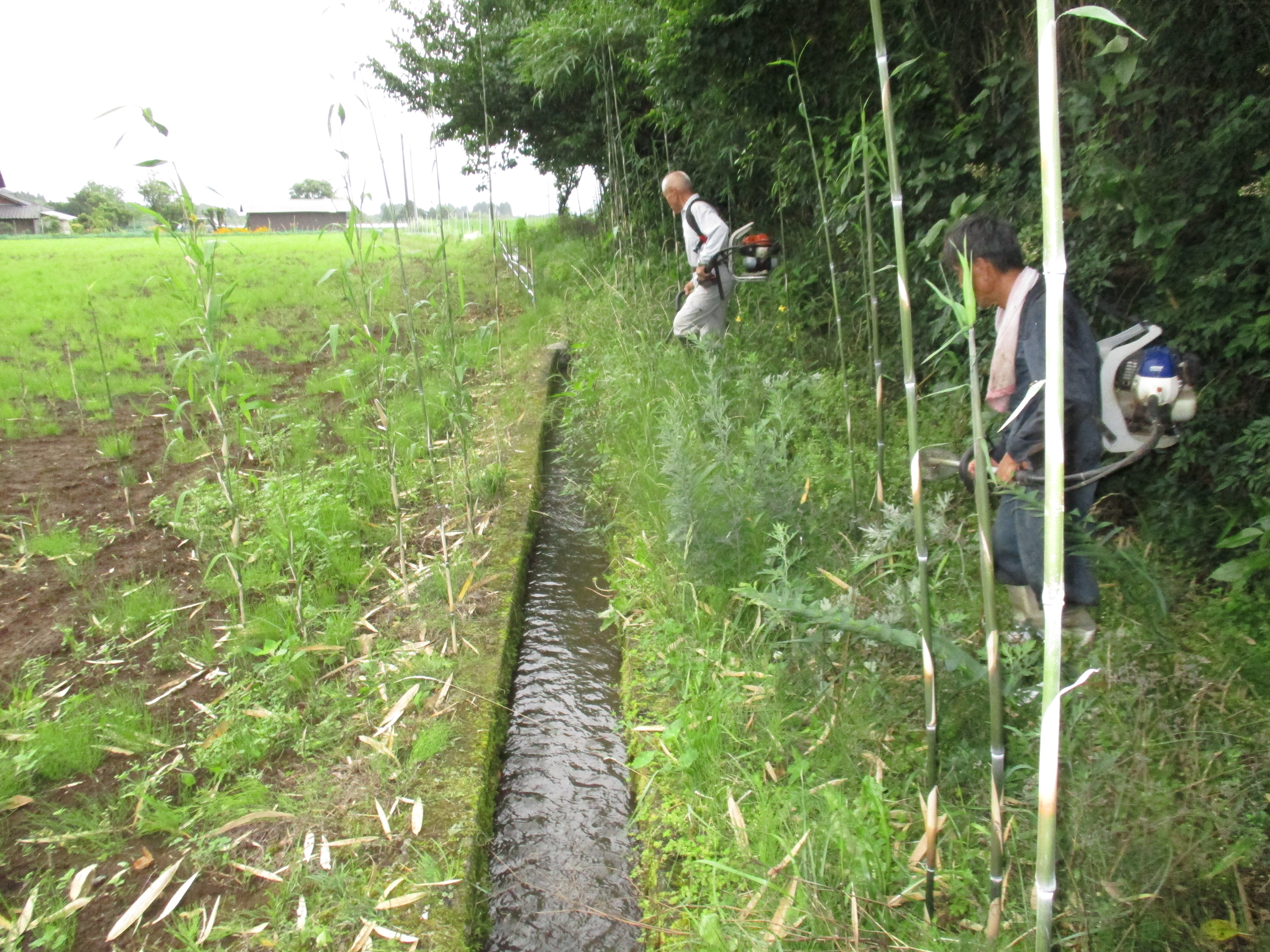 2024:06:30/6／30水路の草刈りを行いました.JPG