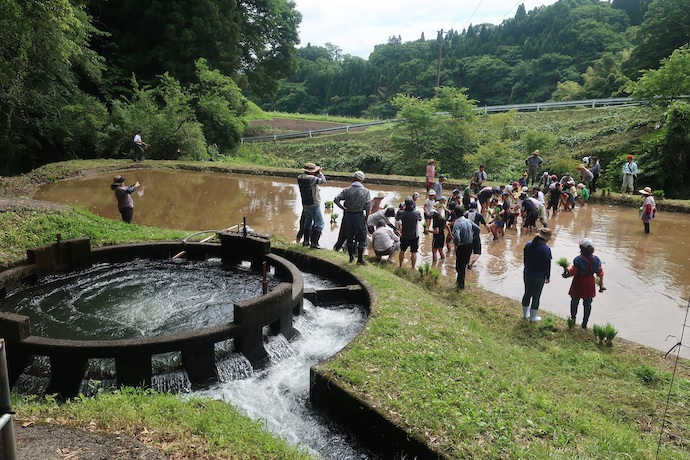 2019:06:08/田植え体験１.JPG
