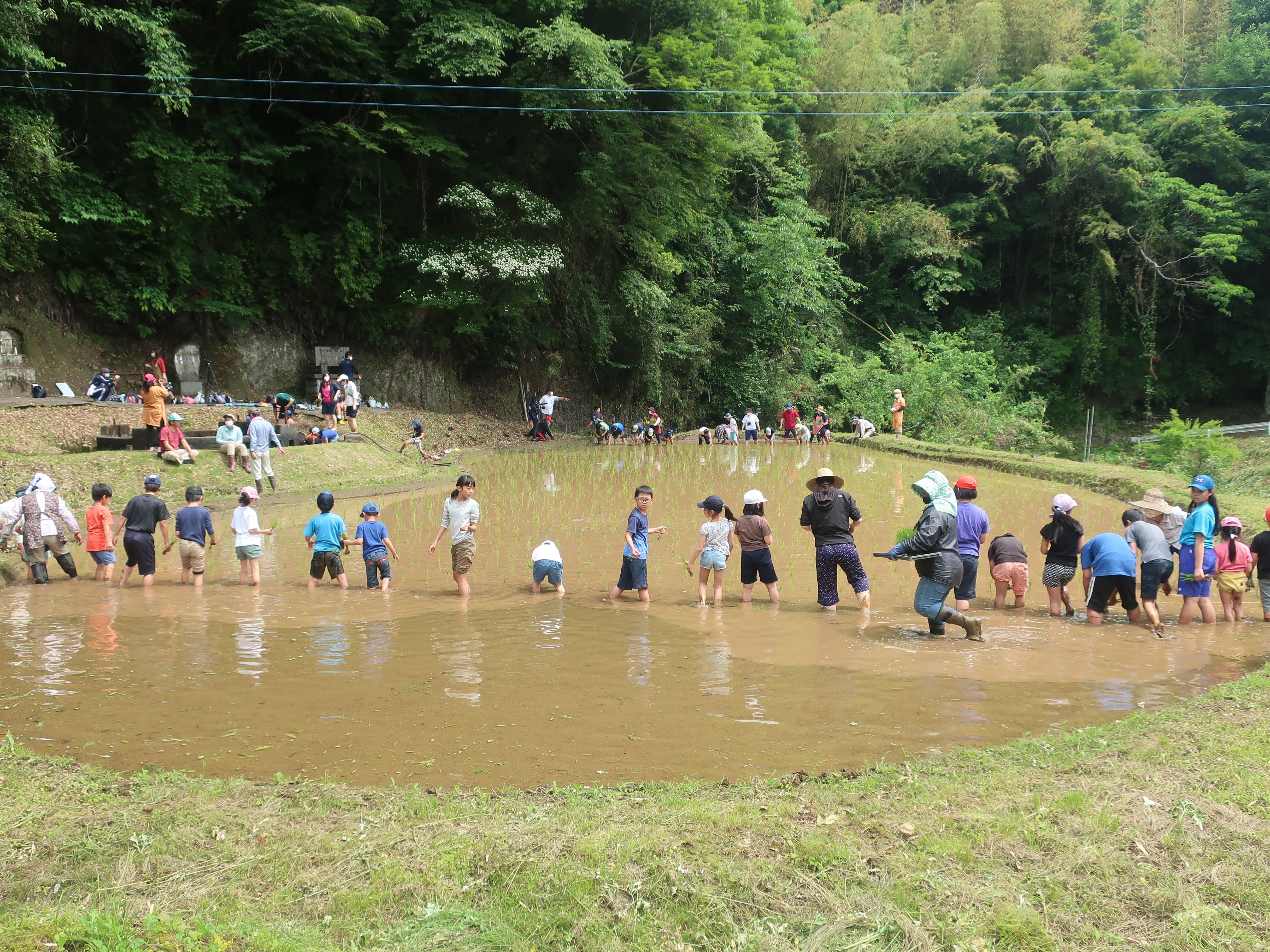 2021:06:04/田植え体験2.JPG