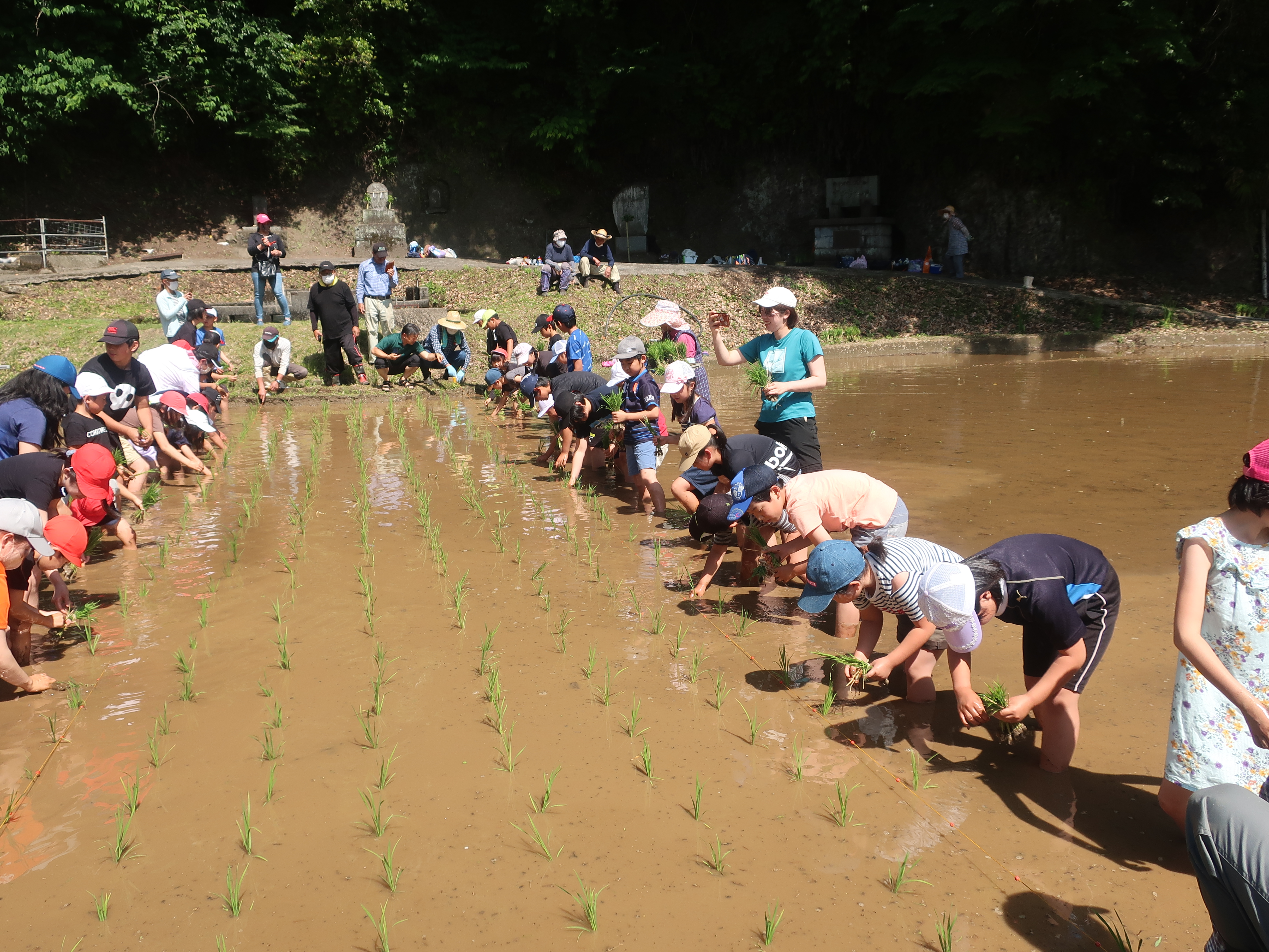 2022:06:03/写真①田植え体験（1）.JPG