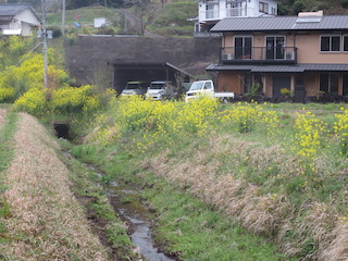 12.菜の花/菜の花①.JPG
