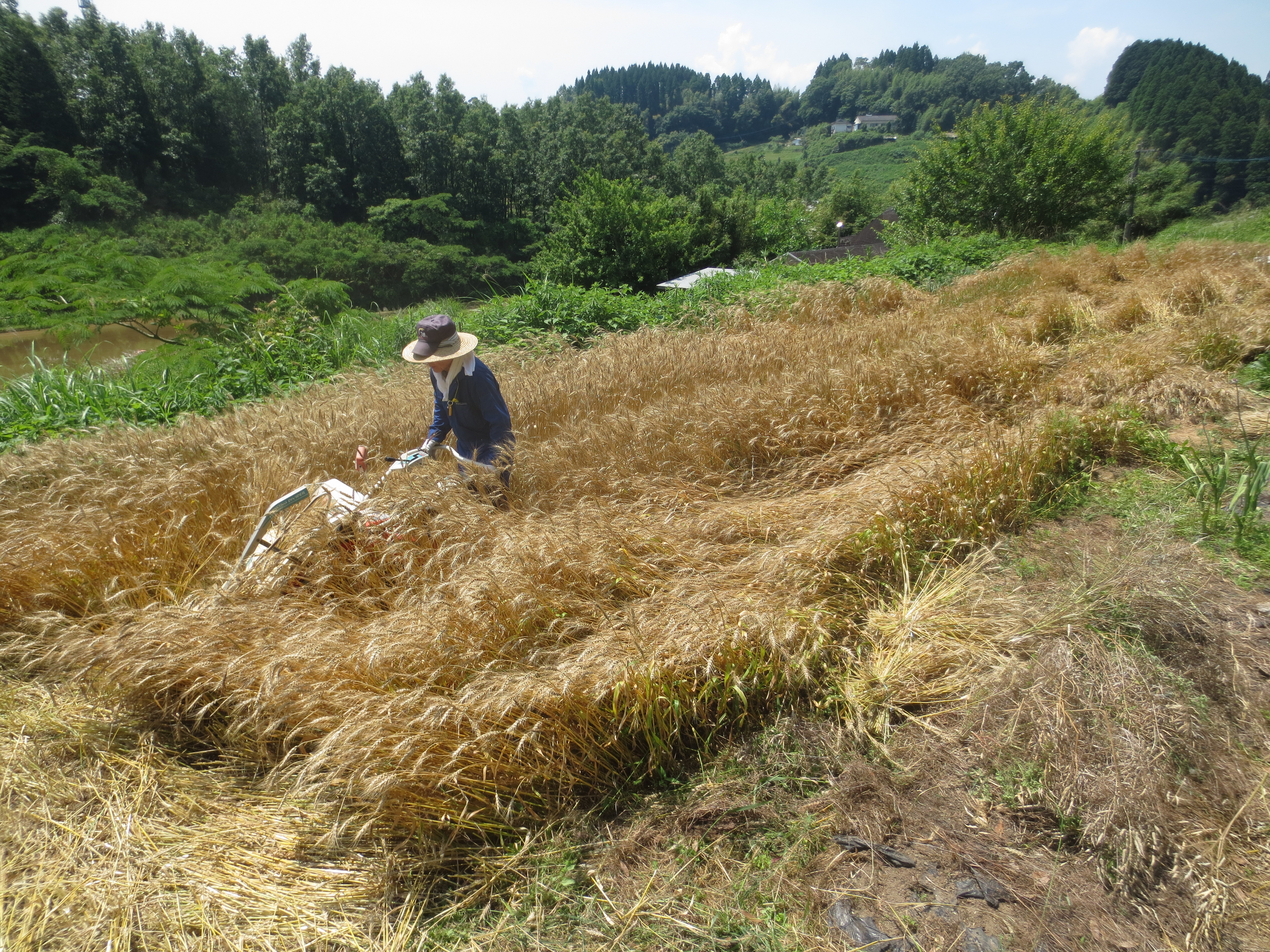 21.小麦刈り取り/２２，小麦刈り取り.JPG