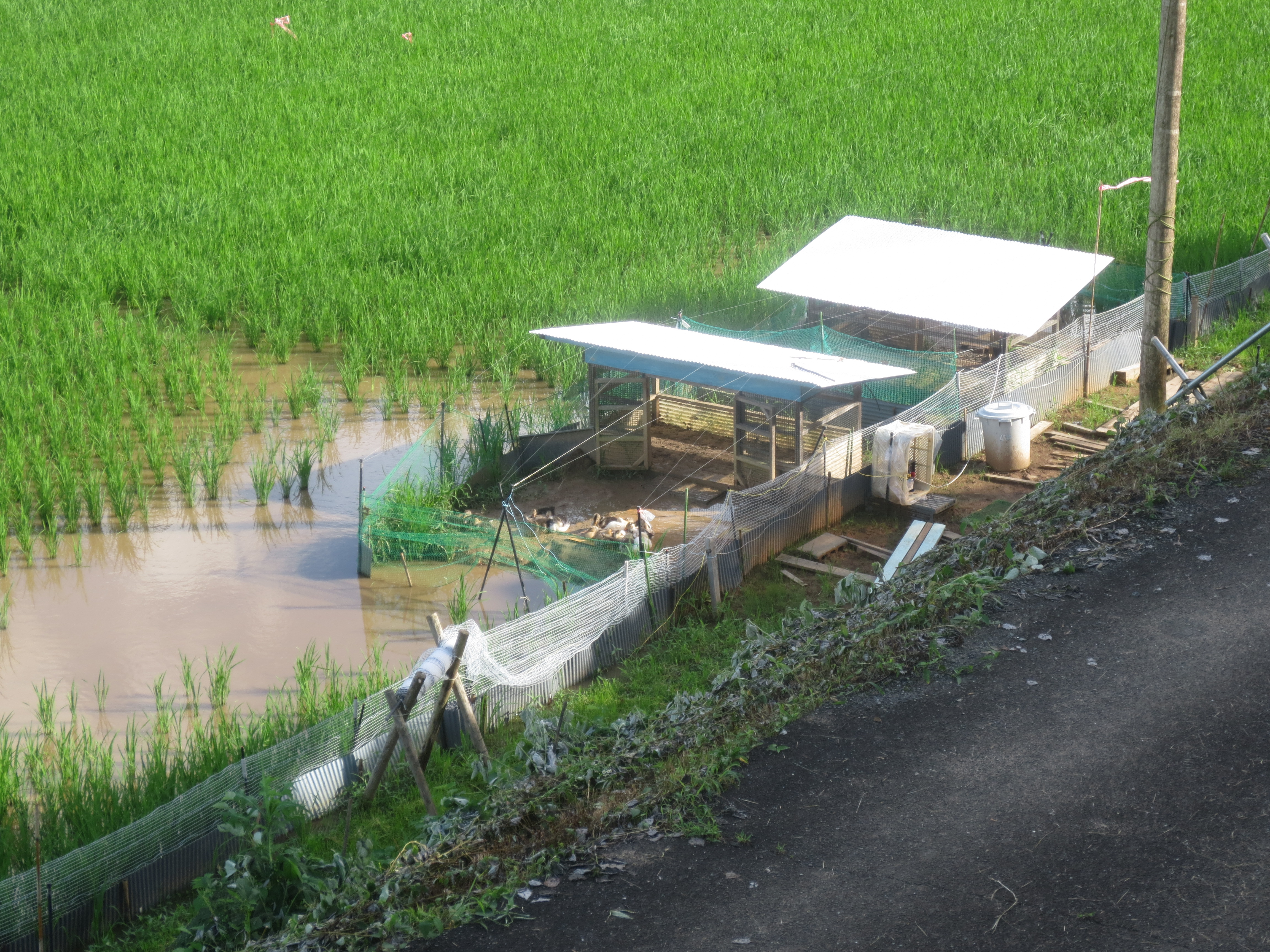 25.保育園の合鴨/２６，保育園の合鴨小屋.JPG
