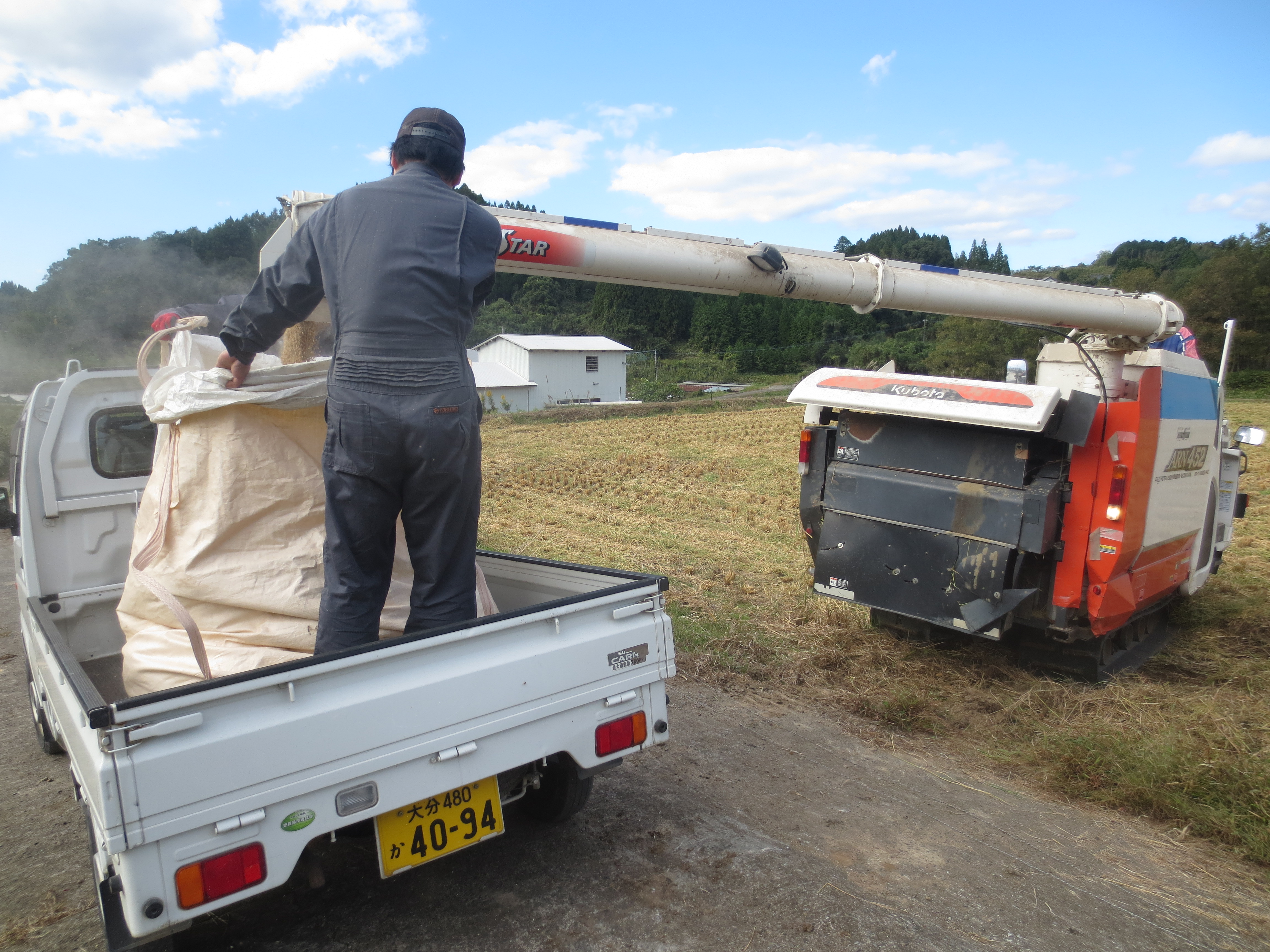 32.トキの夢米運搬/３３，トキ米刈り取り.JPG