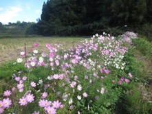 42.コスモス/図1.JPG