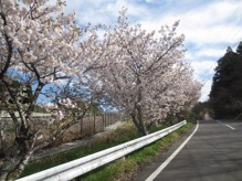 48.桜の木/図1.JPG