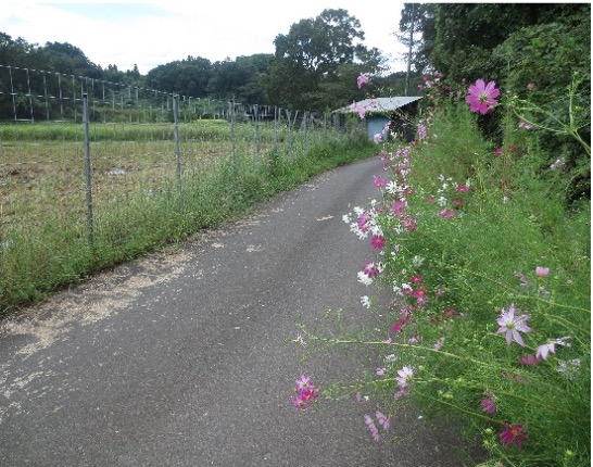 56.田んぼのコスモス/19.JPG